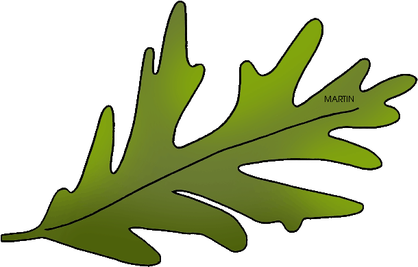 United Clip Art By Phillip Martin, State Tree - Connecticut State Tree Leaf (648x430)