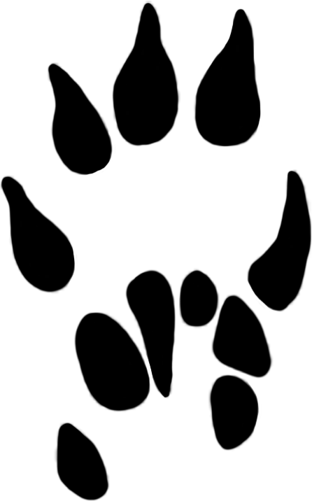 Dog Paw Print Paw Prints Clipart - Mole Paw Print Clipart (502x1004)