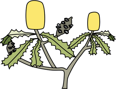 Ian Symbol Banksia Spp - Banksia Tree Clip Art (400x308)