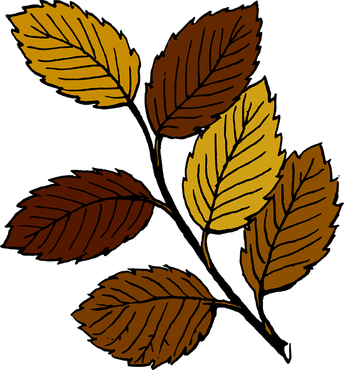 Branch, Leaf, Tree, Dead, Fall, Plant - Dead Leaves Clip Art (669x720)