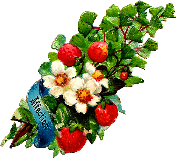 Antique Images Free Flower Clip Art White Rose And - Vintage Strawberry Png (690x632)