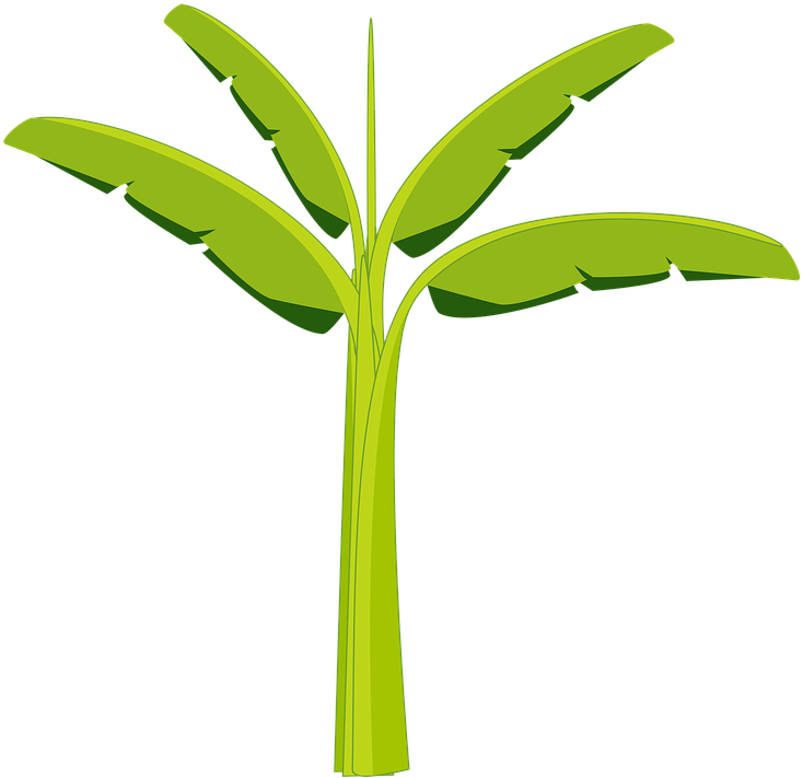 Banana Tree Banana Tree Plant Agriculture Botany - Show Da Luna Bananeira Png (740x720)