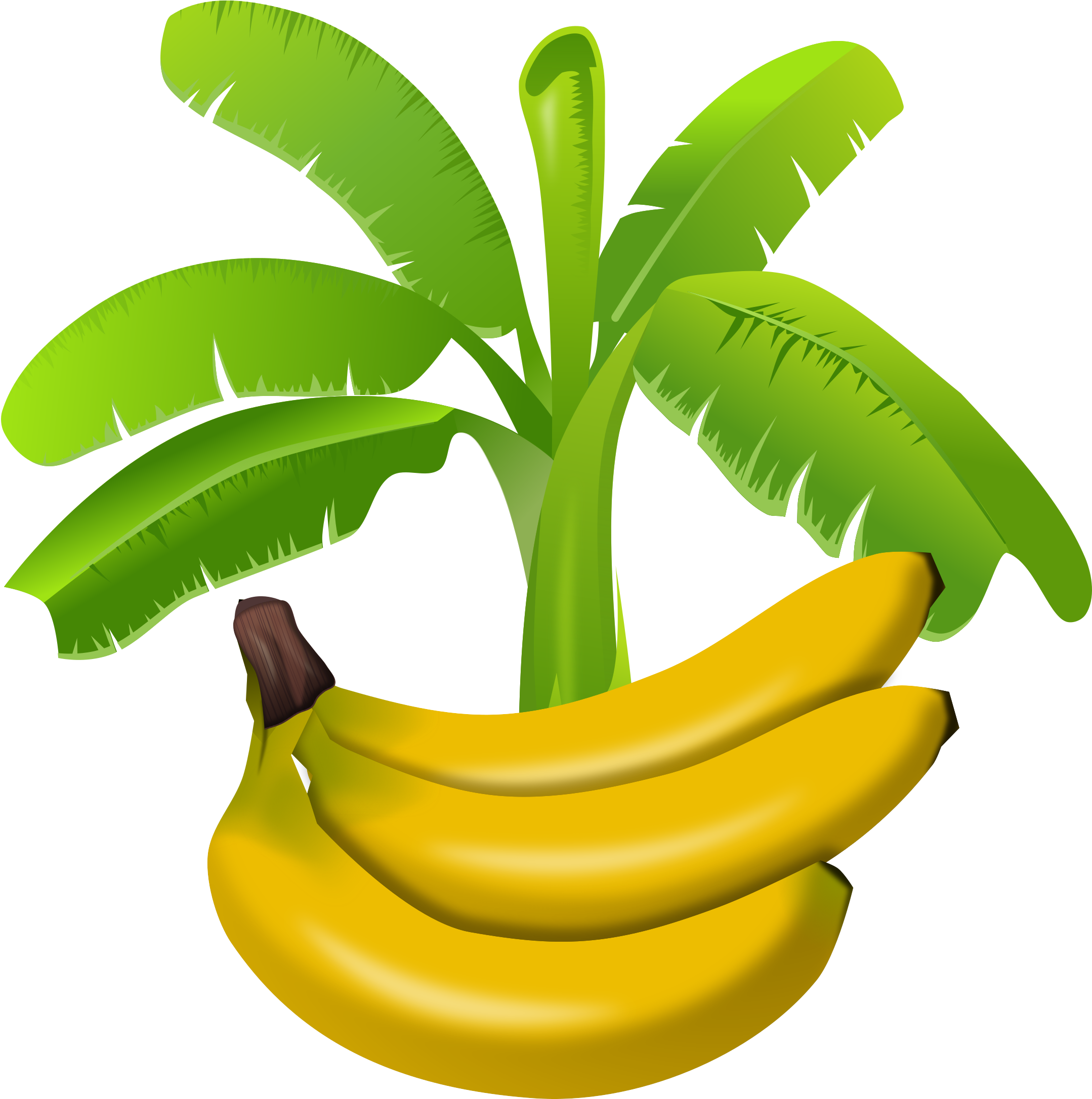 Banana - Banana Tree Clipart Png (2384x2400)