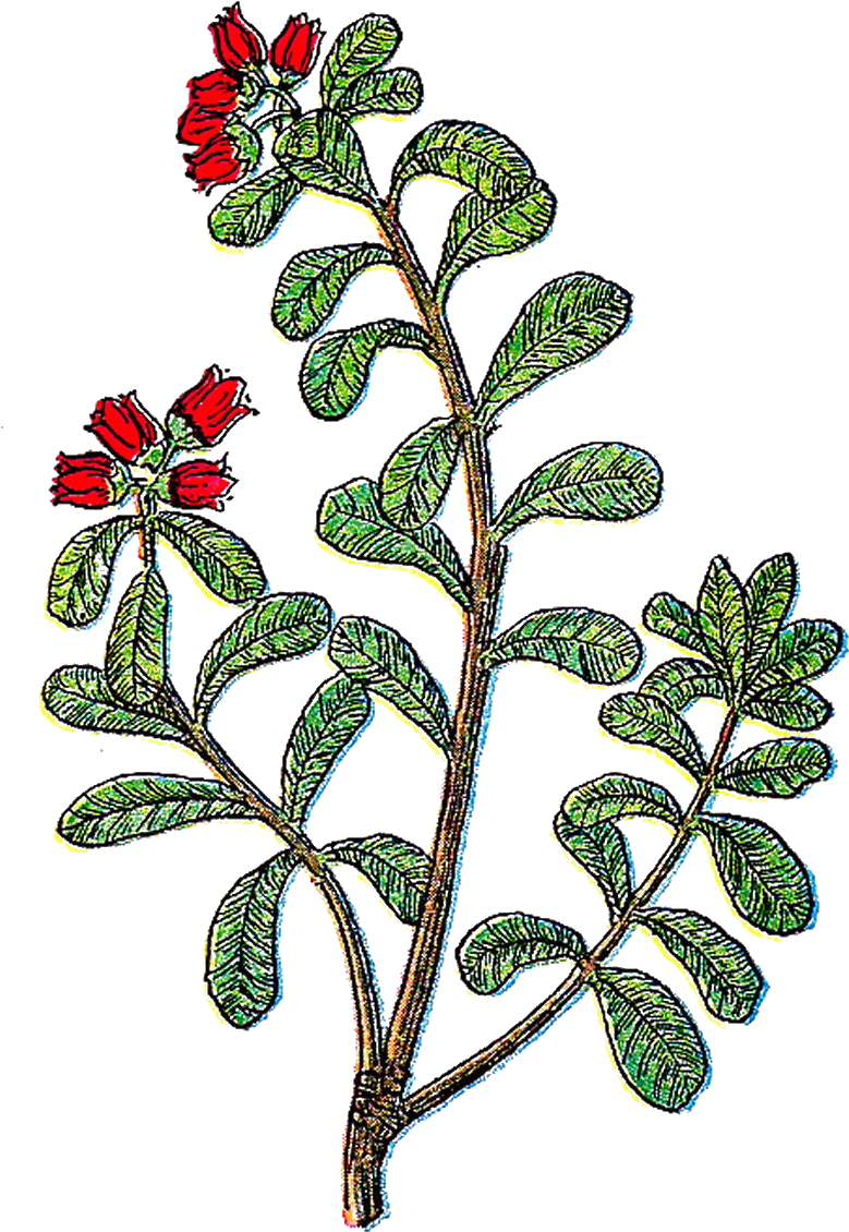 Free Flower Clip Art - Art Print: Pop Ink - Csa Images' Plant, 61x46cm. (1139x1519)