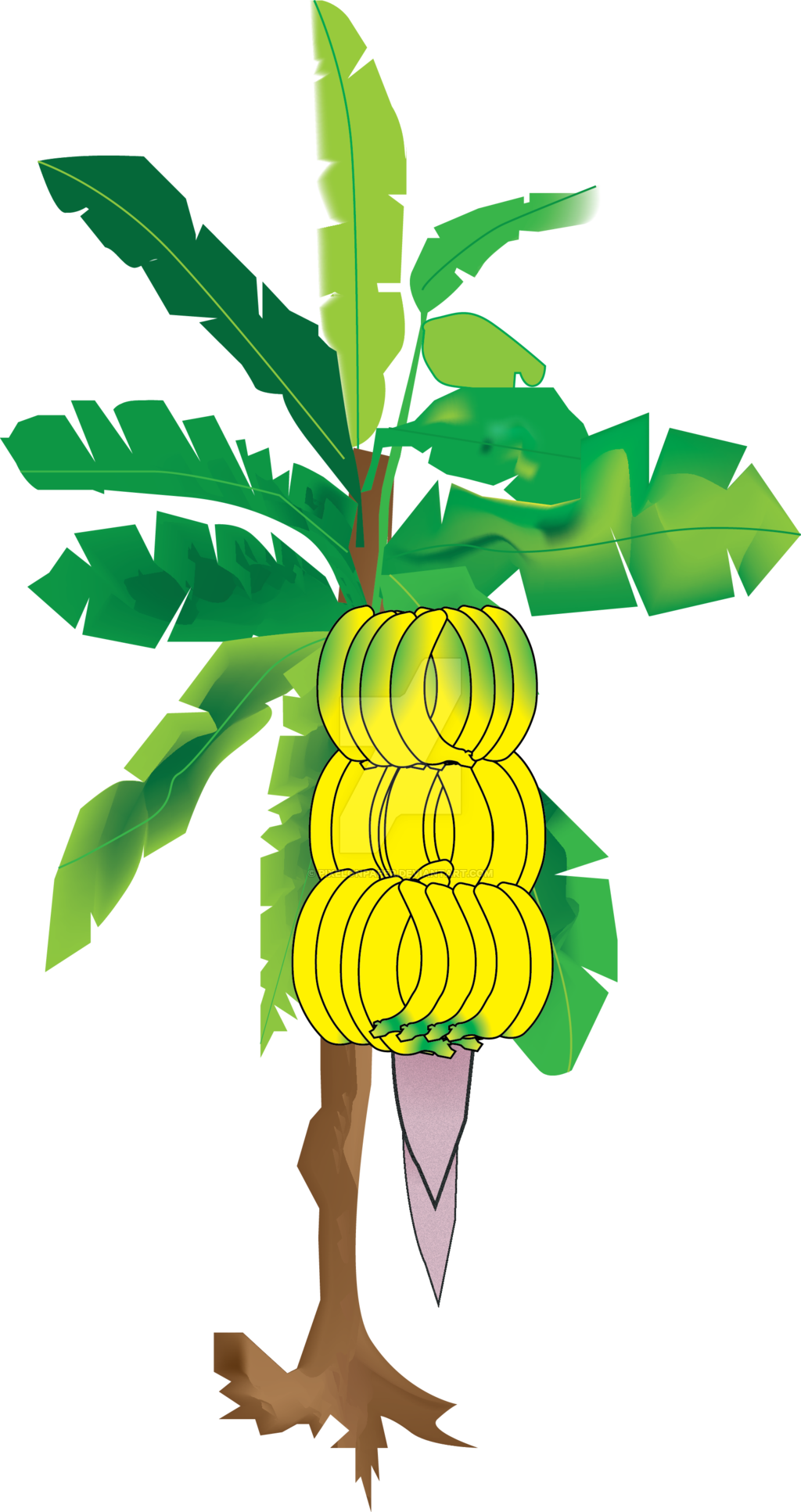 Bananatree Illuatration By Pixelonpaper - Banana Tree Hd Imajes (1024x1933)