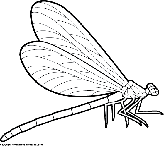 Dragonfly Clipart - Dragonfly Drawing Side View (559x499)