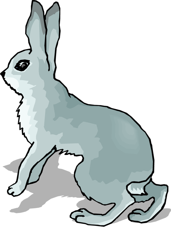 Hare Clip Art - Snowshoe Hare Clipart (566x750)