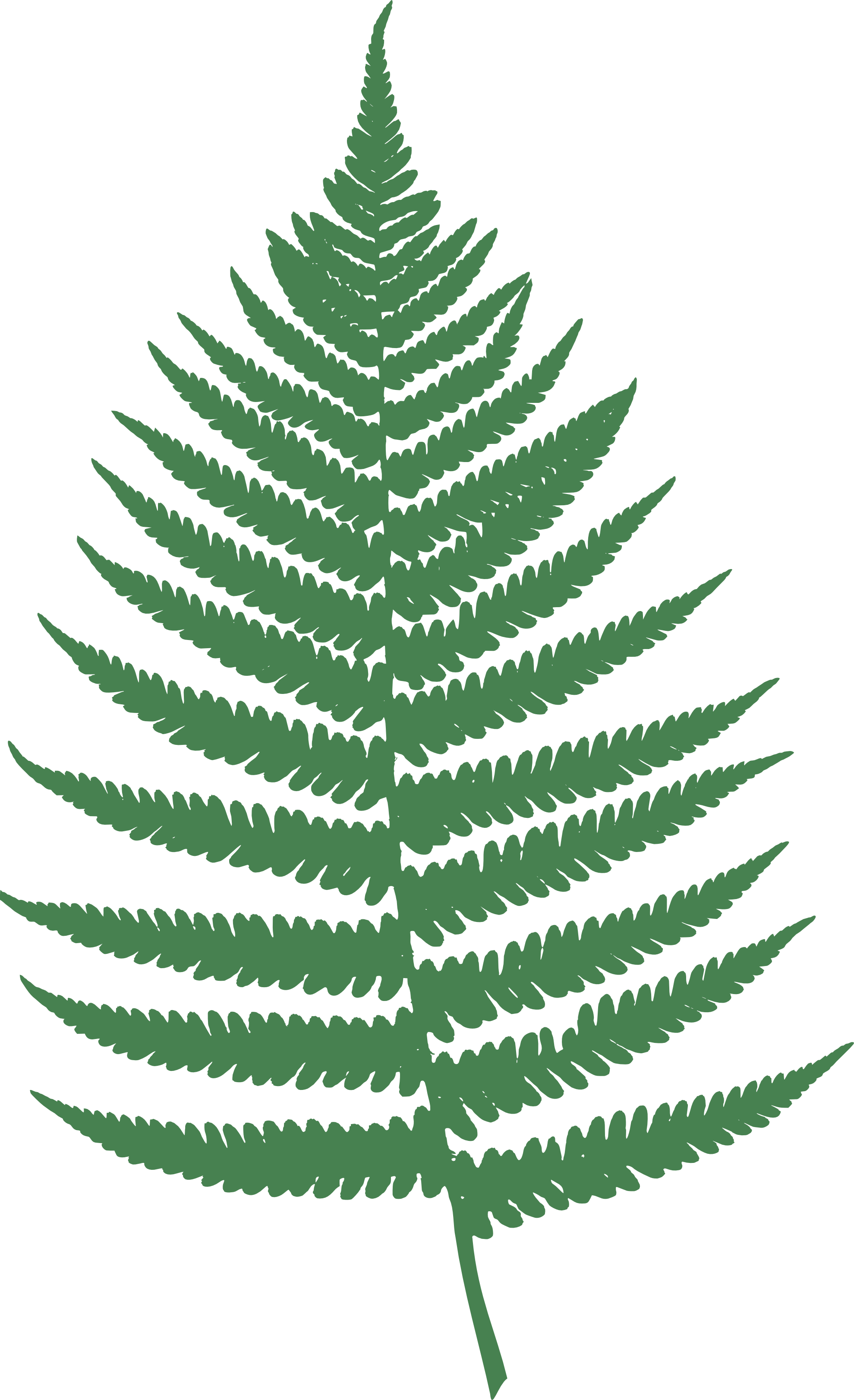 Fern Clipart Transparent - Fern Leaf Clipart (1979x3242)