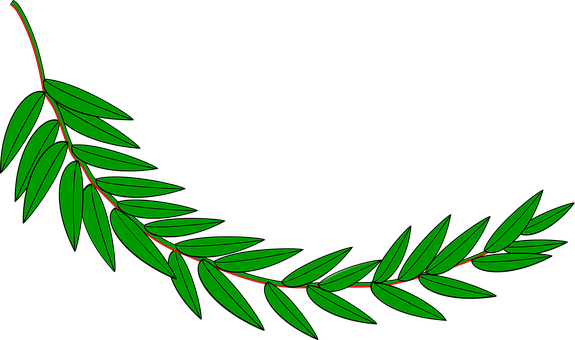 Branch Laurel Leaf Leafy Leaves Plant Bran - Hojas De Laurel Dibujo (575x340)