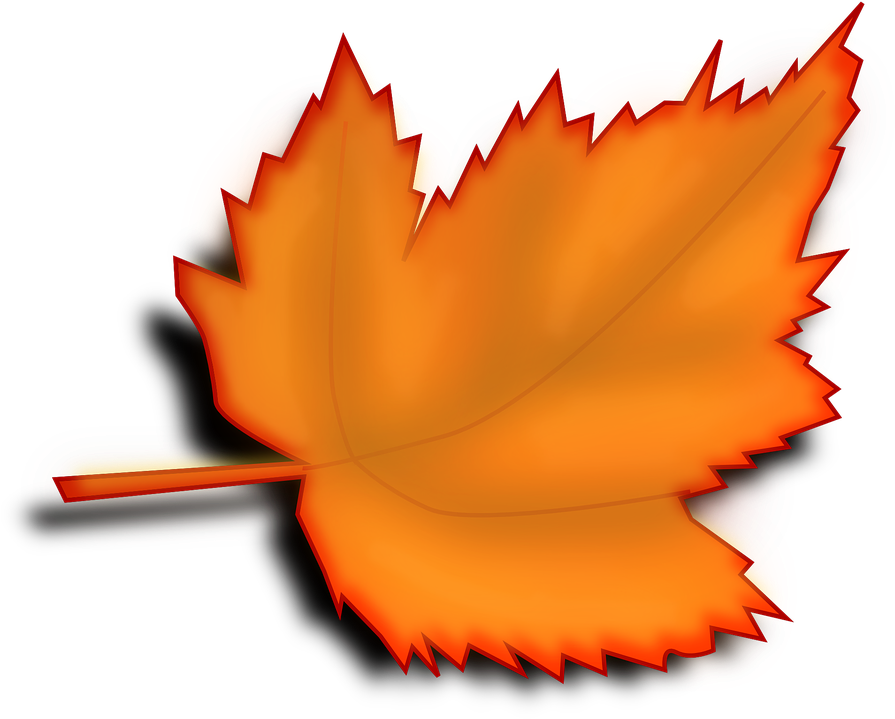 Maple, Autumn, Fall, Leaf, Orange - Leaf Clipart No Background (901x720)