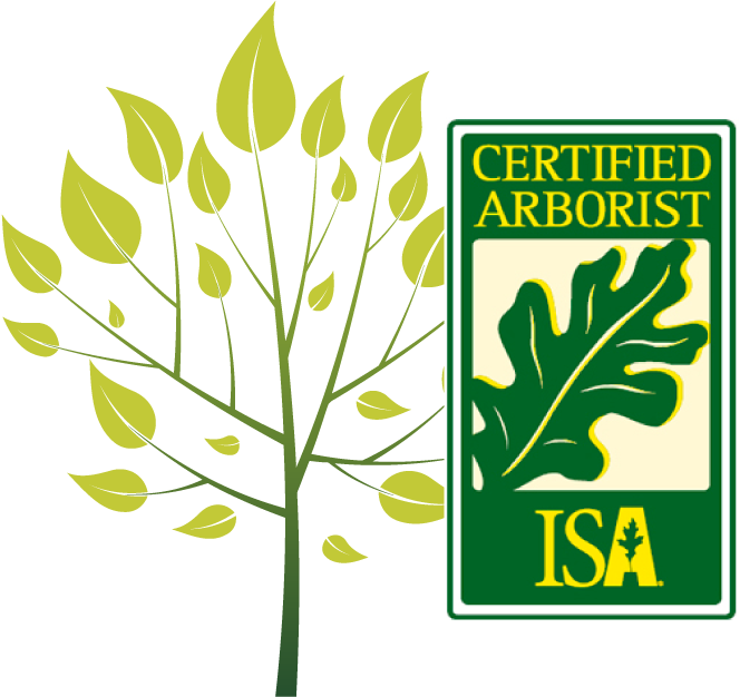 Certified Arborist Isa - Isa Certified Arborist (664x626)