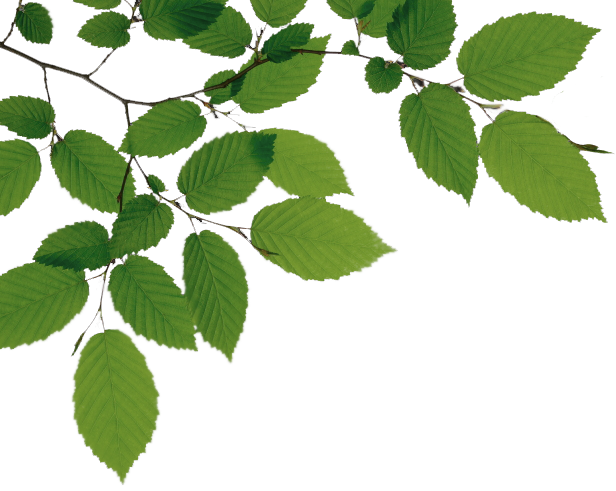 Download Png Image Report - Tree Branch Png (616x491)