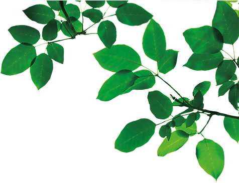 Book Tickets - Plant Stem (500x365)