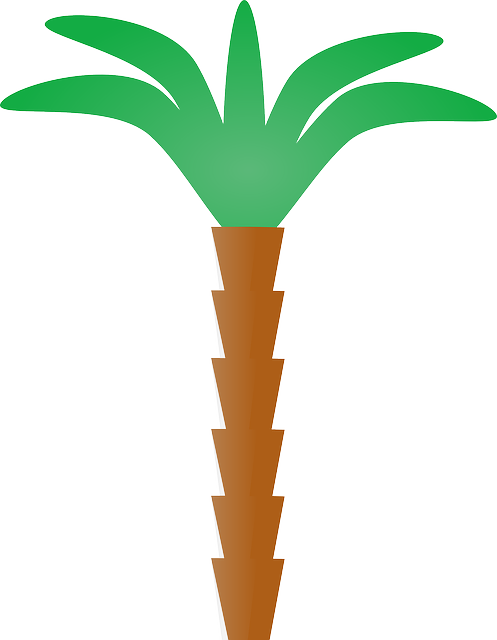 Tree, Cartoon, Plant, Florida, Coconut, Nature - Palm Tree Clip Art (497x640)