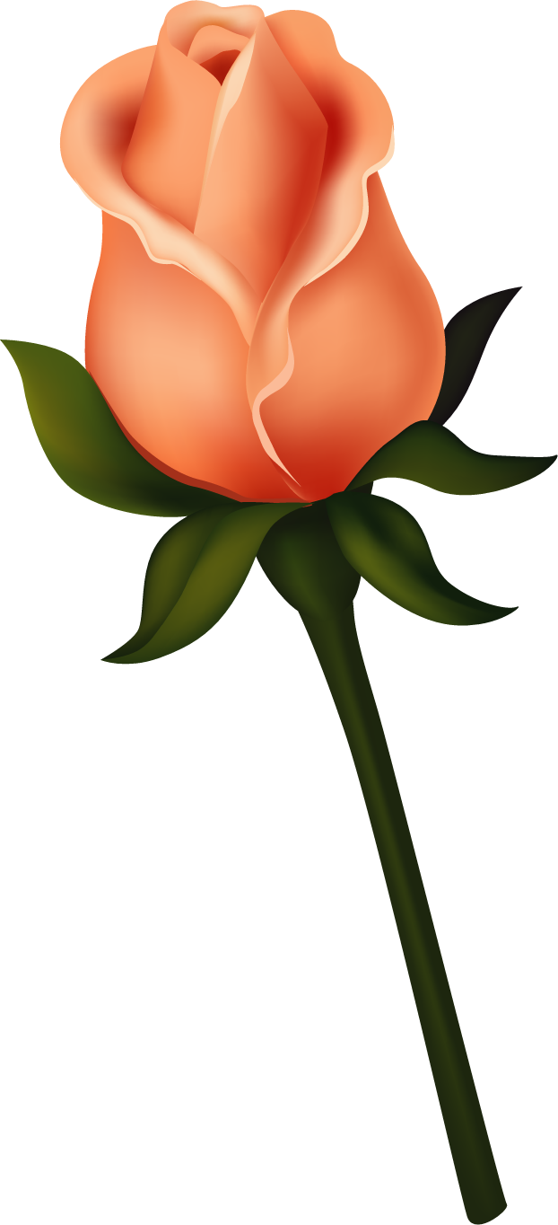 Ruže « Category - Rose Bud Clip Art (622x1364)