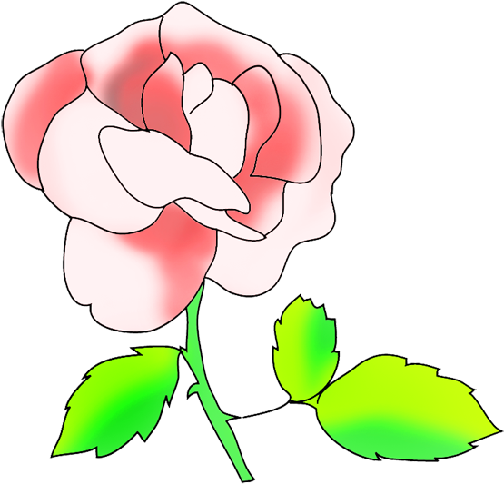 Floral Clip Art Pink Rose - Floral Clip Art Pink Rose (591x568)