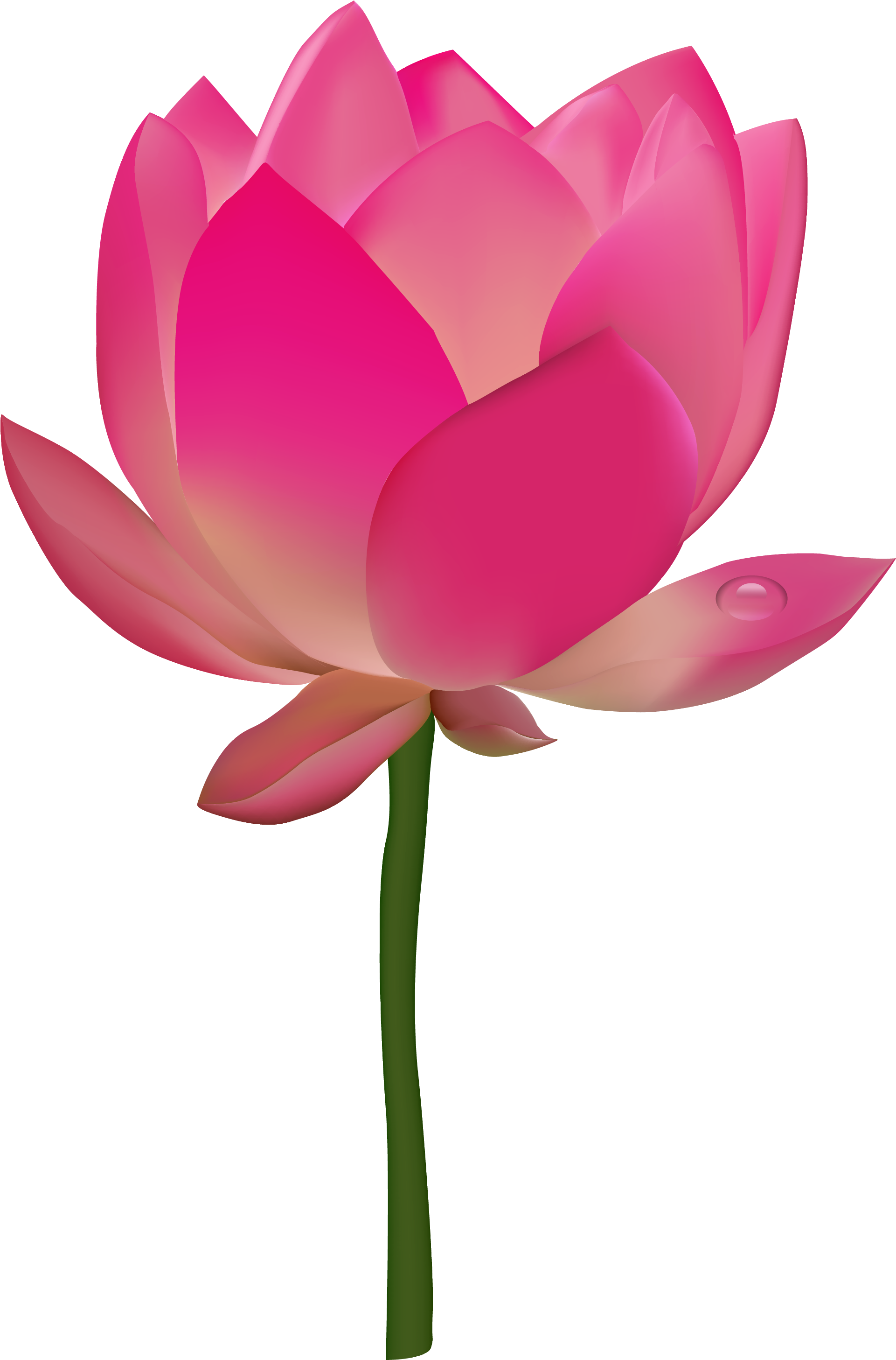 Lotus Flower Png Transparent Vector Png Images - Lotus Flower Vector Png (2200x3200)