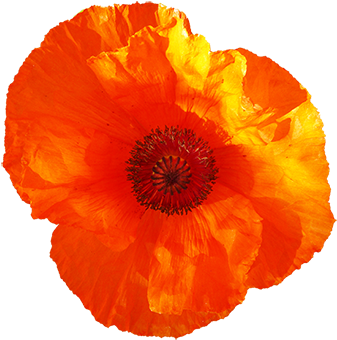 Red Poppy Flower Clipart - Transparent Flowers Poppy (354x357)