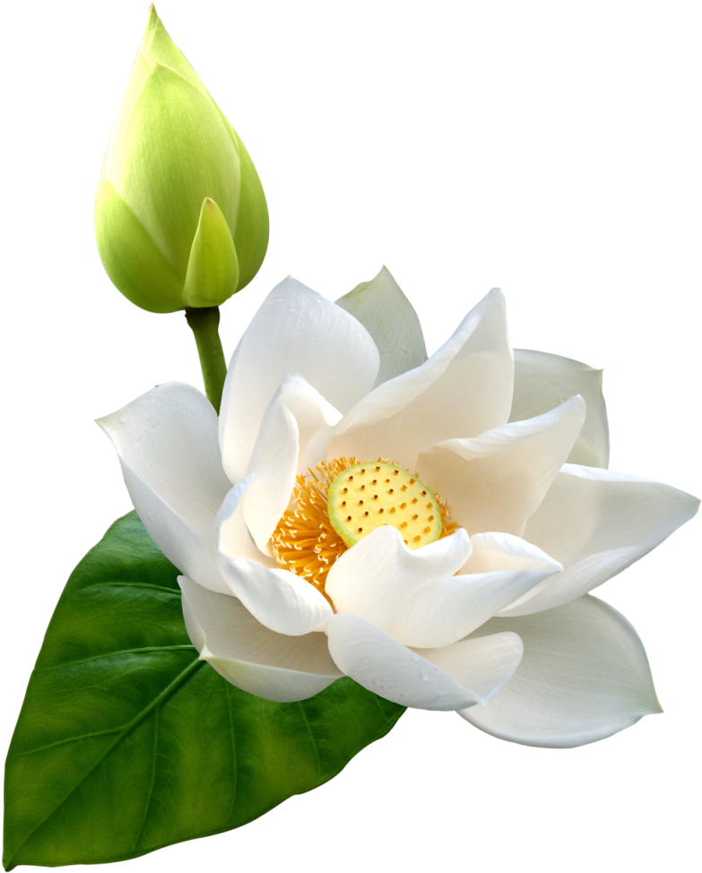 White Lotus Png Clip Art - Sympathy Husband (819x985)