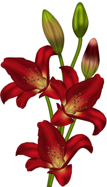 Cards - Clip Art Flower Stargazer (343x600)