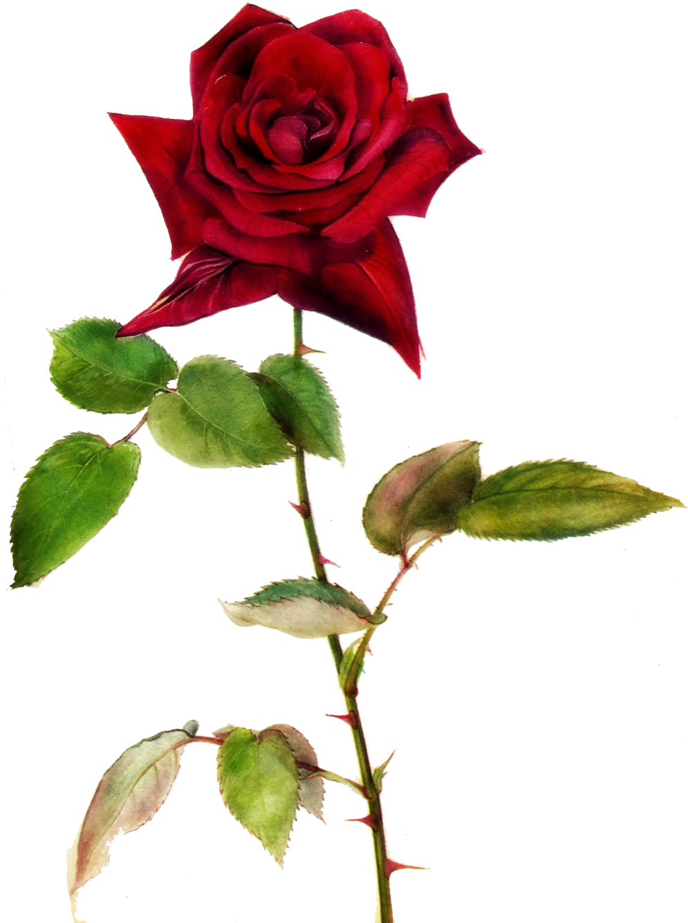 Red Rose Clipart One - One Red Rose Png (1024x1346)