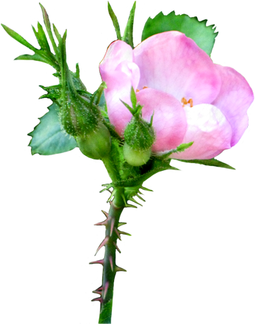 Pink Soft Rose Clipart - Wild Rose Transparent Background (392x472)