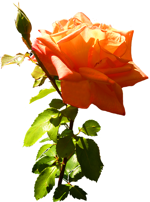 Orange Rose Clip Art With Leaves And Stem - Orange Roses Clip Art (512x709)