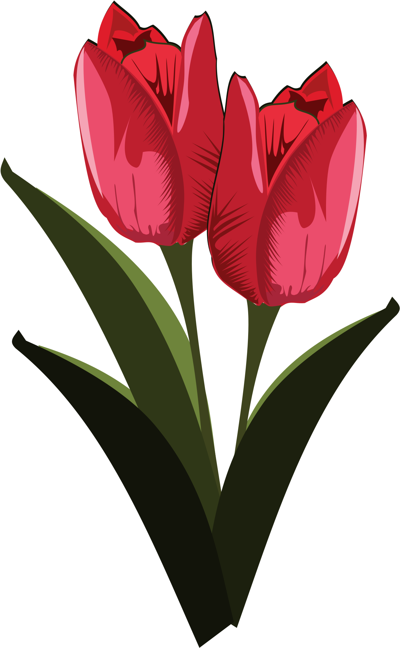 Tulip Free To Use Clip Art - Public Domain Free Clip Art Flowers (800x800)