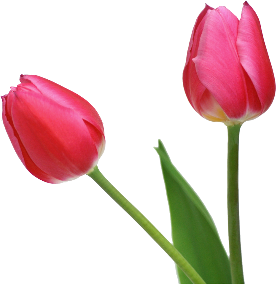 Transparent Tulips Png Flowers Clipart - Tulips .png (969x1008)