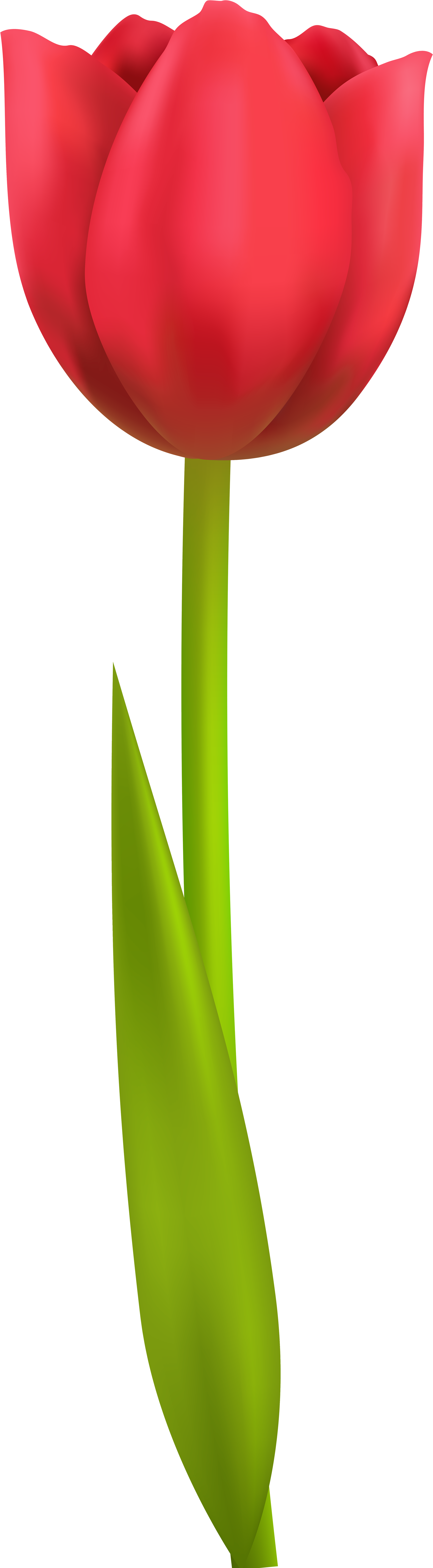 Tulip Png Transparent Clip Art Image - Tulip Png (2576x8000)