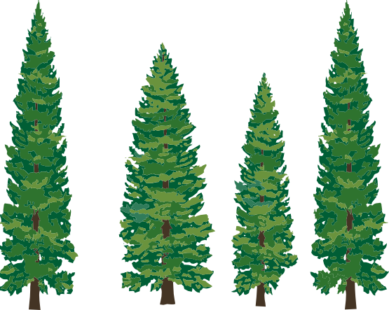 Clipart Info - Pine Tree Clipart Png (555x443)