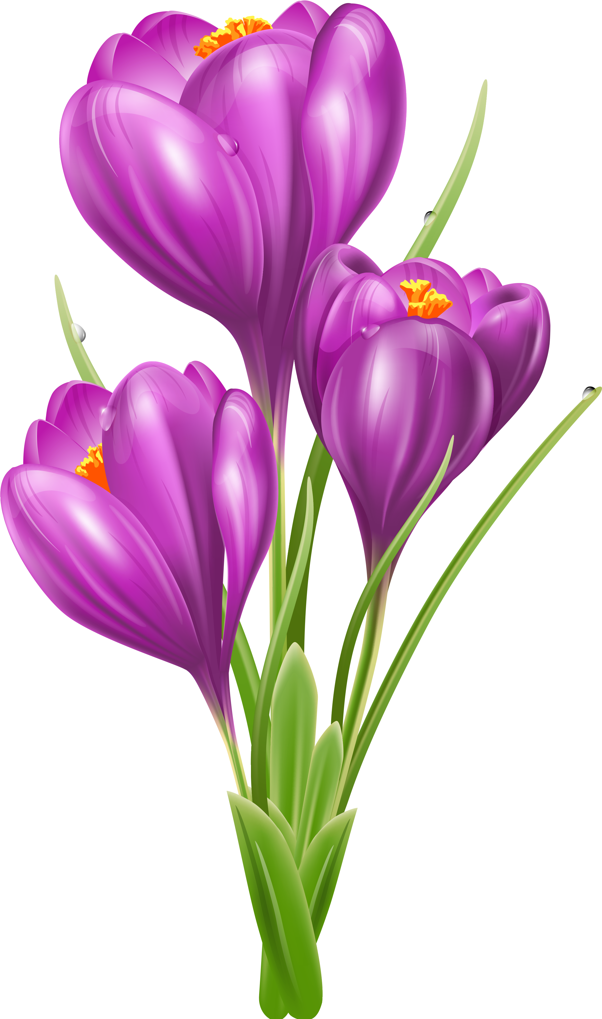 Transparent Crocus Png Clipart Picture - Crocus Clipart (2502x4064)