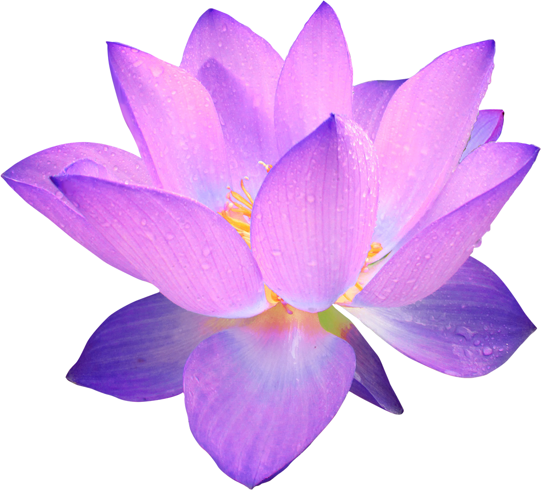Flower Nelumbo Nucifera Purple Clip Art - Flower Nelumbo Nucifera Purple Clip Art (1462x1000)