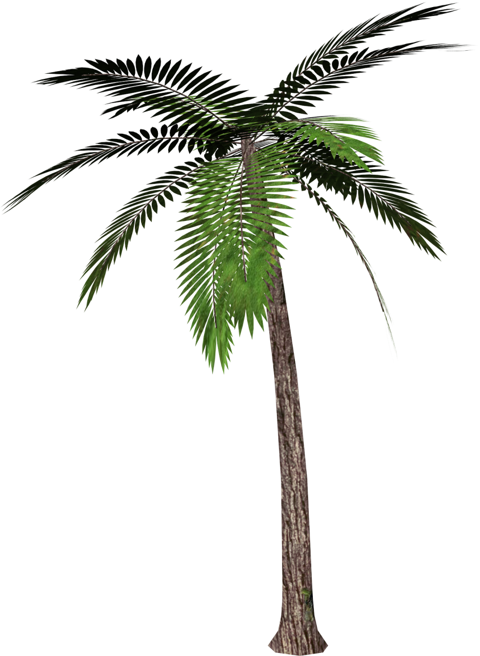 0, - Palm Tree Transparent Background (936x1280)