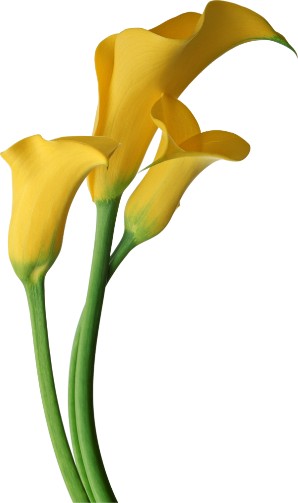Yellow Transparent Calla Lilies Flowers Clipart - Yellow Calla Lily Flower (600x1012)