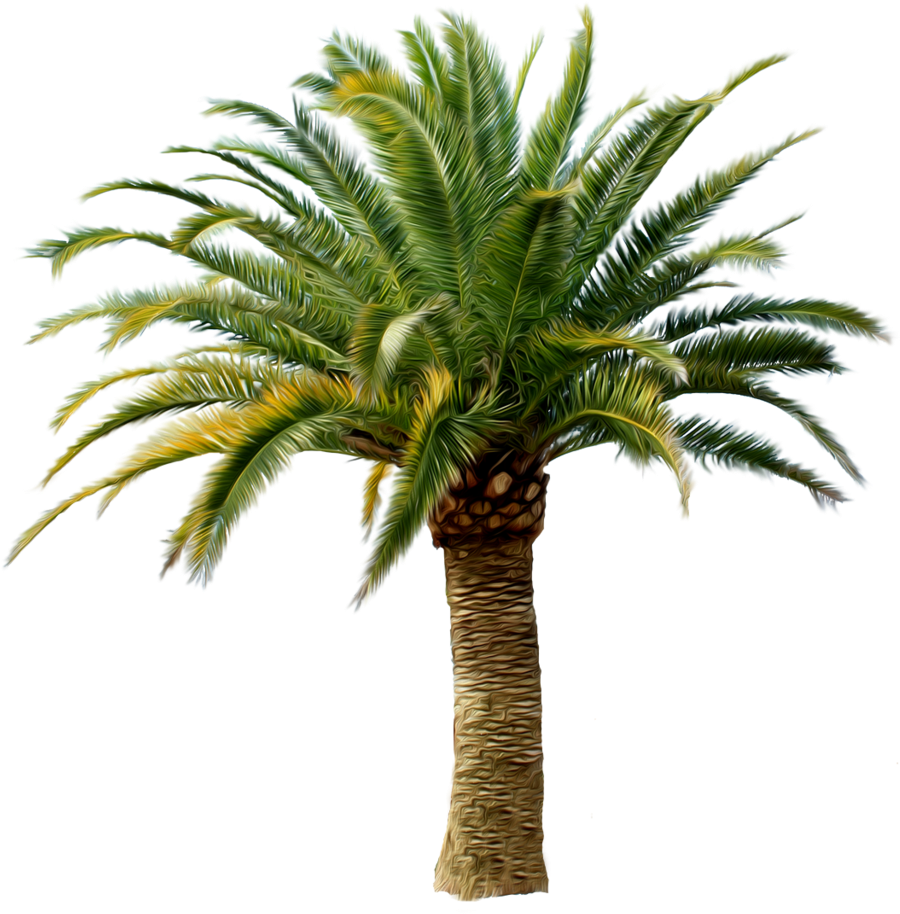 Palm Tree Png - Tom Sawyer Abroad & Tom Sawyer Detective (1024x1024)