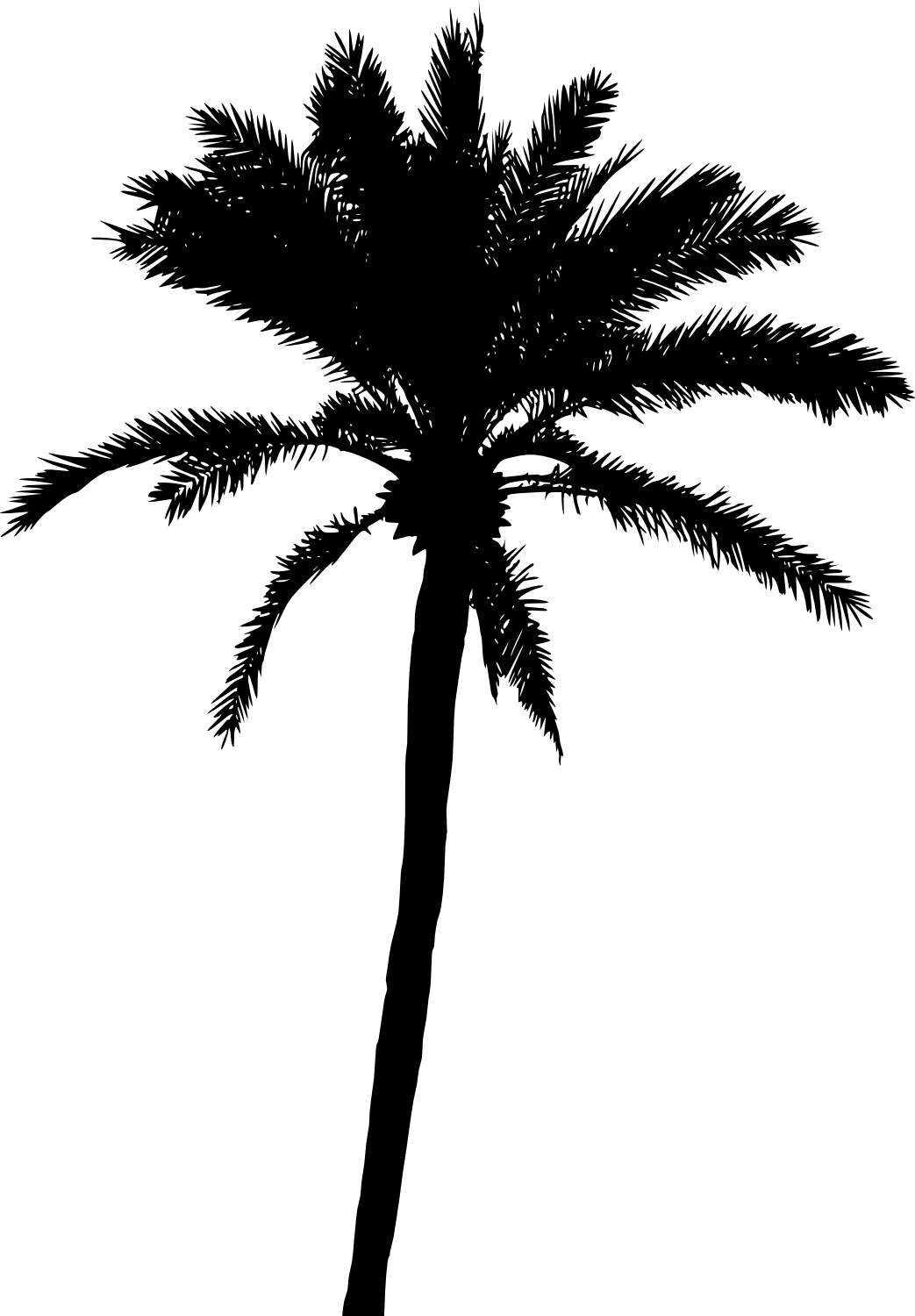 20 Palm Tree Silhouette Vol - Black Palm Tree Png (1043x1500)