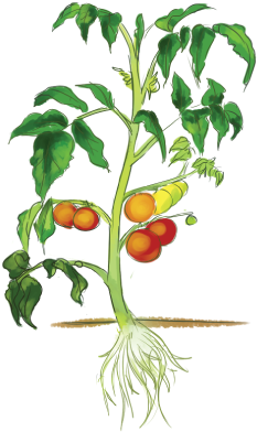 Leaf - Part Of Plant Clipart (416x419)