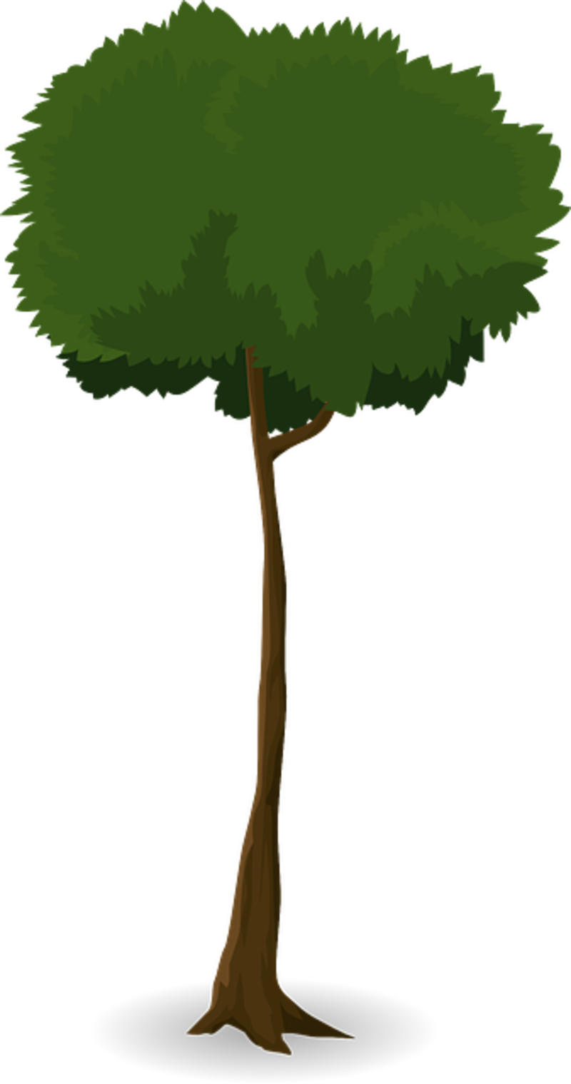 Tree Trunk Nature Leaves Branches Graphic Organic - ต้นไม้ สูง Png (800x1519)