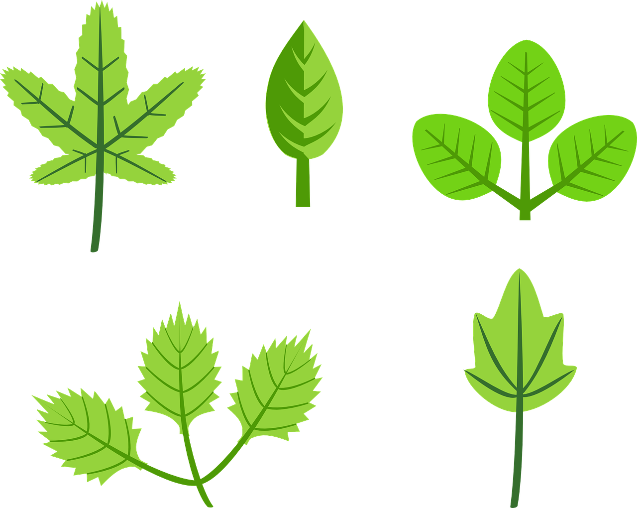 Set Of Leaves - Cartoon Leaves With Flowers (2400x1913)