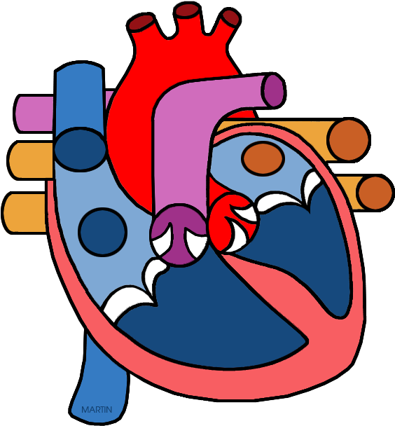 Science Clip Art By Phillip Martin - Heart Diagram No Labels (624x648)