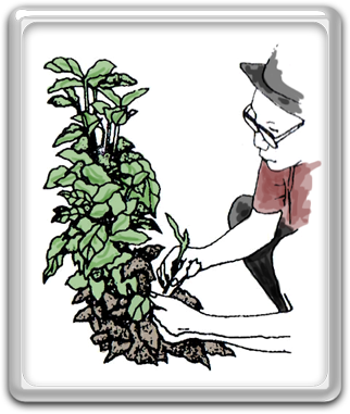 As The Vertical Sprouts Grow, Train Them Towards Outside - Cartoon (322x381)