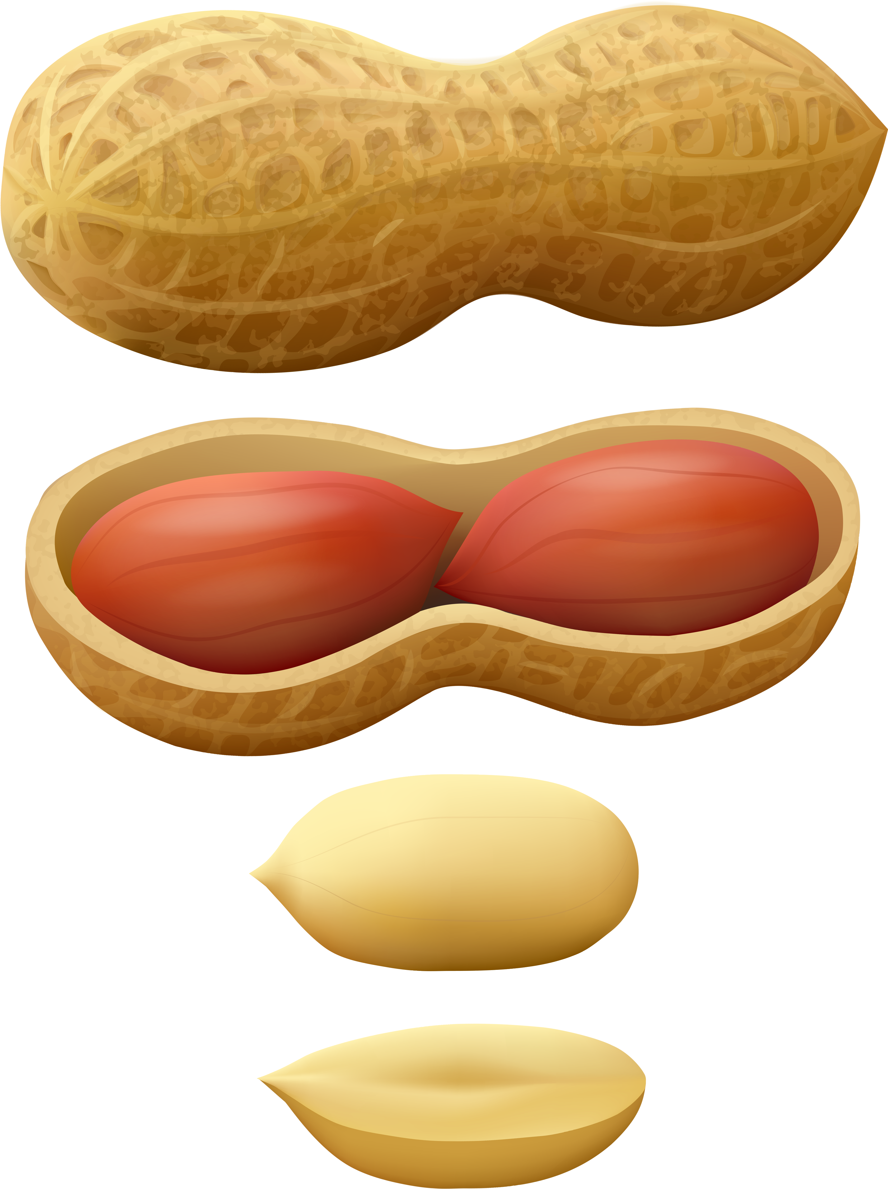 Peanuts Png Clip Art - Peanut Png.