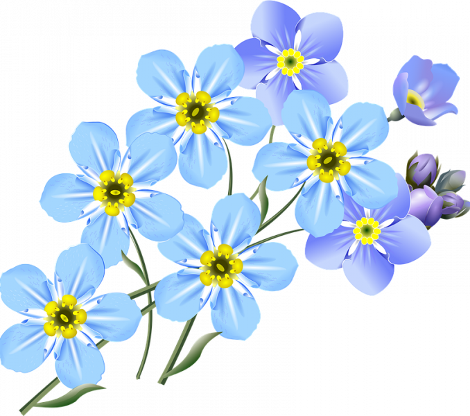 Forget Me Not Clip Art Free Drawing Forget Me Nots - Forget Me Not Flower Drawing (678x600)