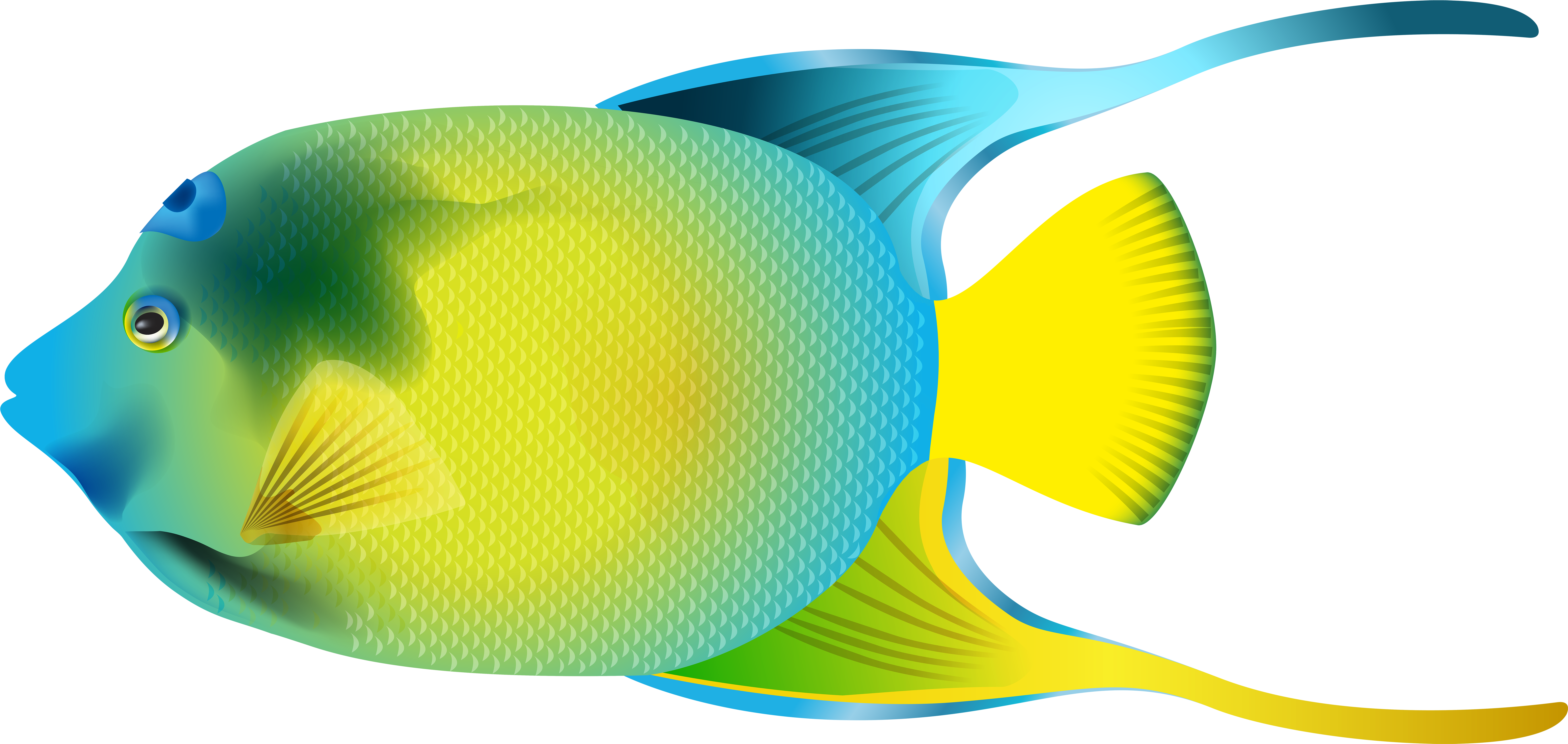 Angelfish Clipart (8000x3792)