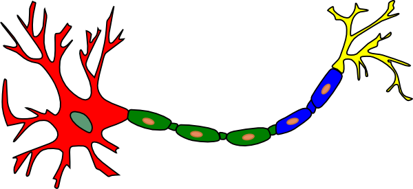 Partes De Una Neurona (600x275)