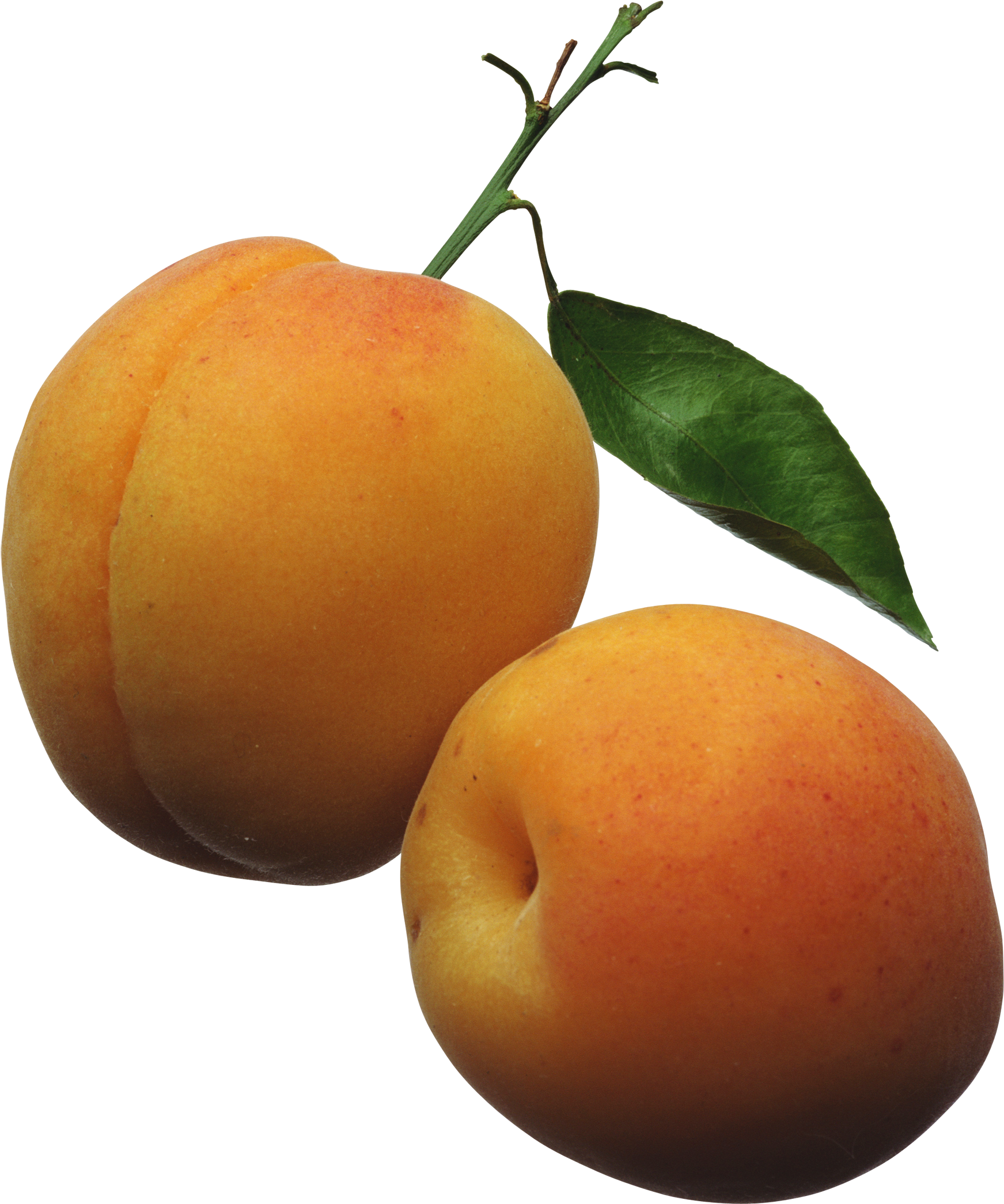 Apricots Png Clipart Picture - Peach With Clear Background (1800x2174)