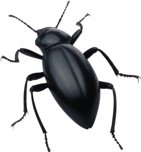Beetle Silhouette Software Bug Clip Art - Collins Gem 9780007146246 By Michael Chinery & (500x500)