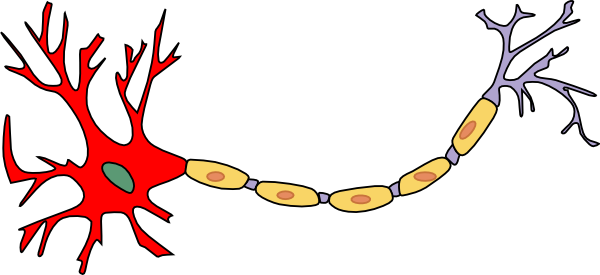 Neuron Clipart Simple - Demyelination And Potassium Channel (600x275)