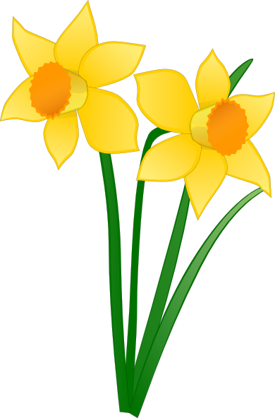 Easter Daffodil Clipart (390x592)